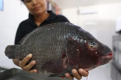 Imagem ilustrativa da imagem Início da quaresma movimenta mercado de pescados