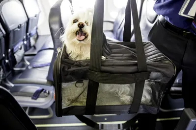 Imagem ilustrativa da imagem Lei Joca e a regulamentação de transporte aéreo de pets