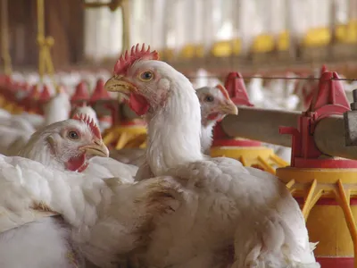 Imagem ilustrativa da imagem Maior exportador do país, Paraná reforça ações contra gripe aviária