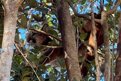 Onça-parda estava em cima de uma árvore, em uma propriedade rural de Formosa do Oeste