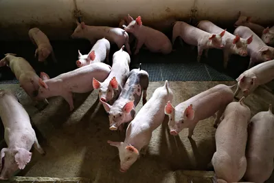 Imagem ilustrativa da imagem Paraná vai exportar carne suína para o Chile