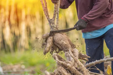 Agriculture is harvesting tapioca from cassava farms. Large cassava roots. Harvest or dig Root.