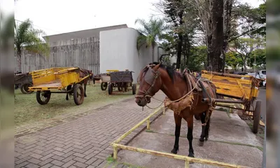 Imagem ilustrativa da imagem Prefeitura apresenta projeto para bem-estar de animais de tração