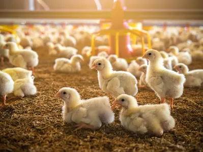 Imagem ilustrativa da imagem Primeiro foco de gripe aviária em granja comercial é confirmado no Brasil
