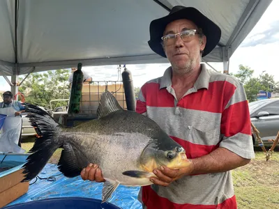 Imagem ilustrativa da imagem Sete toneladas de peixe devem ser comercializadas em feira