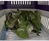 Aves vítimas de tráfico internacional são tratadas em Londrina