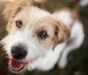 CMTU lança campanha para adoção de cães e gatos neste Natal