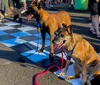 Cãominhada em Londrina terá corrida pet e doação de ração