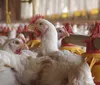 China suspende restrição de compra de carne de frango do Brasil