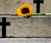Crimes recentes mostram grave cenário de violência contra a mulher