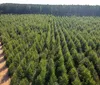 Da floresta à fábrica: a versatilidade da madeira que move o Paraná