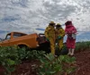 ‘Dança’ entre abelhas e soja impulsiona a produtividade no campo