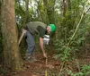 Diversidade vegetal da faixa de proteção do reservatório da Itaipu triplica em 40 anos