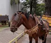 Executivo quer urgência na tramitação do novo PL dos carroceiros