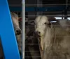 Exportação de gado vivo enfrenta entraves legais e logísticos