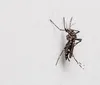 Índice de infestação de Aedes aegypti em Londrina é de 2,2%