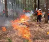 Londrina e NP registram 411 incêndios florestais em agosto