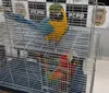 Mulher é presa em Guarapuava por tráfico de animais
