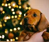 Pet não é presente de Natal: a importância da guarda responsável