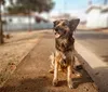 Polícia do Paraná alerta sobre abandono de animais durante temporada de verão