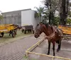 Prefeitura de Londrina prepara novo PL para atender carroceiros