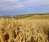 Seca recua no Oeste e Noroeste e se agrava no Norte e RMC