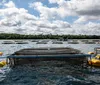 Senado do Paraguai aprova lei que permite cultivo de tilápia no reservatório da Itaipu
