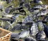 Tilápia 'invasora' opõe produtores e pesquisadores