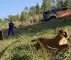 Três animais tratados em Londrina são devolvidos à natureza