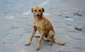 Cinema Solidário segue para ajudar animais