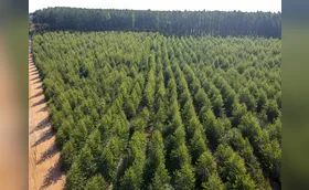 Da floresta à fábrica: a versatilidade da madeira que move o Paraná