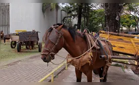 Executivo quer urgência na tramitação do novo PL dos carroceiros