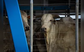 Exportação de gado vivo enfrenta entraves legais e logísticos
