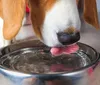 Calor extremo é uma ameaça aos pets no verão