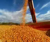 Cultura do milho tem desafios para alcançar liderança em volume