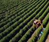 Agronegócio somou R$ 1,26 bi em contratações do BRDE em 2025