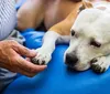 Alep cria semana de conscientização de doenças em animais idosos