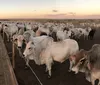 Brasil bate recorde histórico de exportação de carne bovina