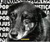 Brutalidade contra animais expõe falhas sociais e mobiliza o país