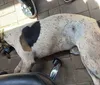 Cachorro comunitário é morto a tiro em Toledo