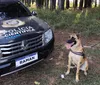 "Cão perito" do PR é um dos únicos especialistas em detecção de vestígios de sangue no Brasil