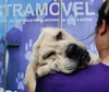 CMTU realizará primeiro mutirão de castrações de cães e gatos em abril