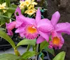 Cornélio Procópio terá Festival de Orquídeas para o dia das Mães