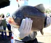 Feira do Peixe Vivo começa nesta quarta-feira em Londrina