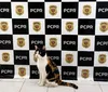Gato Mimi é resgatado pela Polícia Civil de Cascavel