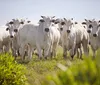 Governo amplia acesso ao crédito para melhoramento genético da pecuária sustentável