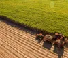 Impacto da redução de jornada no agro é de R$ 4,1 bi, aponta Faep