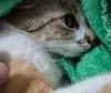 Polícia prende mulher que jogou gata do 12º andar em Curitiba