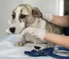 Programa em Londrina pretende realizar 1,8 mil castrações em cães e gatos