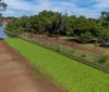 Proliferação de macrófitas volta a poluir o Lago Igapó